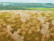 Fallow Field - Late Summer Minipack