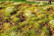 Stony Steppe - Late Summer