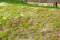 Steppe Spring 18 X 28cm