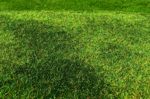 Cut Meadow Early Summer