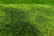 Cut Meadow Early Summer