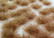 Two Colored Grass Tufts Early Autumn