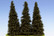 Spruce (kuusi) Korkeus 140-160mm