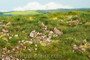 Early Summer with a Lot of Calc Stones 18 X 28cm