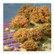 Rhododendron (Orange)