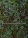 Forest Base - Blueberries Minipack