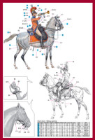 2nd Westphalian Cuirassiers Regiment 1809  1/16