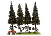 Spruce (Kuusi) with Short Trunk, Korkeus 140-160mm