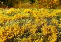 Bloomig Meadow Autumn	
