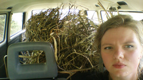 Pajun kuorta värjäykseen ja parkkaukseen