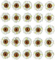 Jolee's Boutique 3D Dimensional Stickers: Daisies Repeats