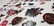 13arts: Victoriana Die Cut Ephemera