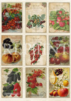 Reprint: Fruits & Veggies Collection A4 - paperikokoelma