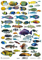 ITD Collection: #275 Tropical Fishes    -  korttikuva-arkki