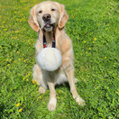 Wooly lampaankarvapallo