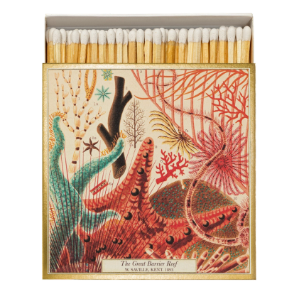 Archivist tulitikkurasia Great Barrier Reef