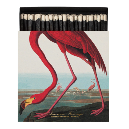 Archivist tulitikkurasia American Flamingo