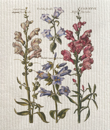 Tiskiliina kukka