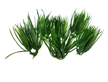 Vanilja-ruoho minipuutarhaan, 7 cm, 6 kpl