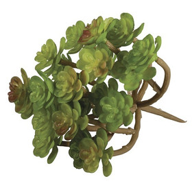 Succulent Sedum
