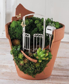 Succulent Senecio, 10 x 9,5 cm