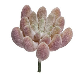 Mini-Succulent Echeveria, 4 x 2,5 cm