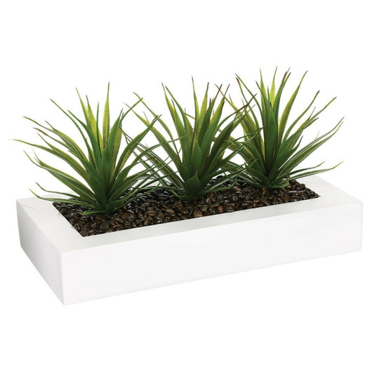 Aloe Vera valkoisella ruukulla