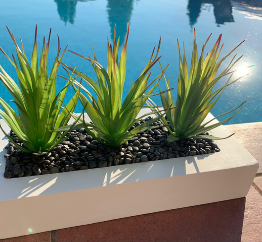 Aloe Vera valkoisella ruukulla