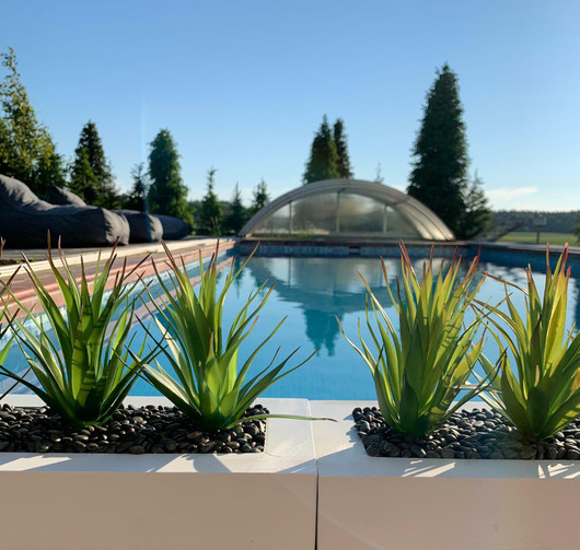 Aloe Vera valkoisella ruukulla