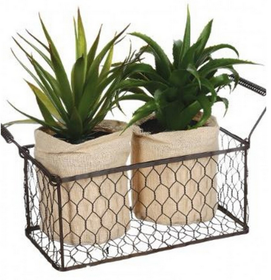 Aloe vera + metallikori