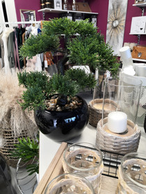 Aidonnäköinen kaunis Bonzai-puu mustassa keraamisessa ruukussa, 36cm