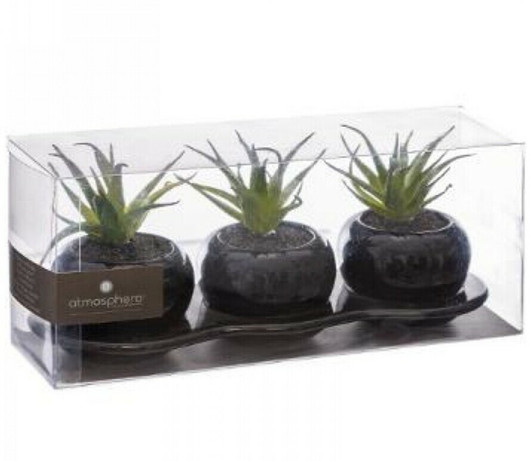 Cilla-aloe veera kasvi + ruukku