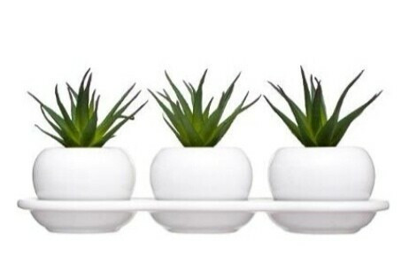 Cilla-aloe veera kasvi + ruukku