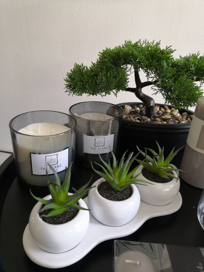 Cilla-aloe veera kasvi + ruukku