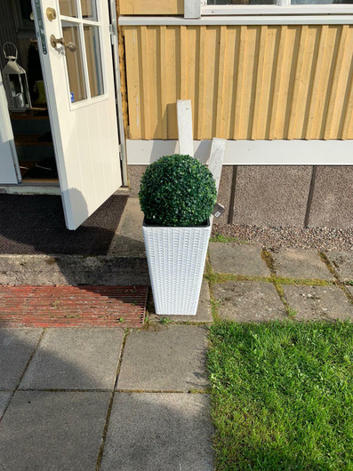 Gröna pyöreä kasvi