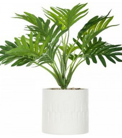 Palm kasvi ja ruukku