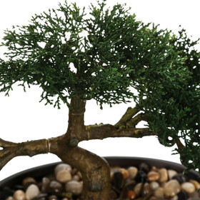 Bonsai-puu ruukussa