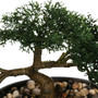 Bonsai-puu ruukussa