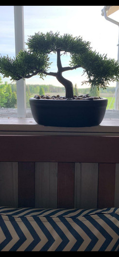 Bonsai-puu ruukussa