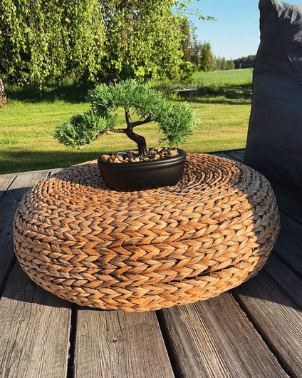 Bonsai-puu ruukussa