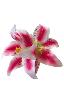 Lily hiuskukka