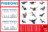 PIGEONS