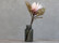  koristekukka Protea 66 cm
