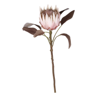  koristekukka Protea 66 cm