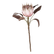  koristekukka Protea 66 cm