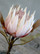  koristekukka Protea 66 cm