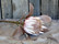  koristekukka Protea 66 cm
