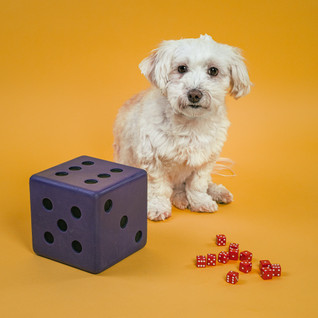 Luento (etänä): Matematiikkaa koira-avusteisesti