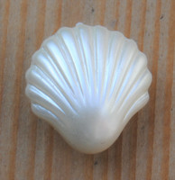 Valkoinen simpukkanappi, 15 mm