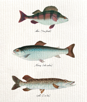 Sköna Ting - Tiskirätti Fish